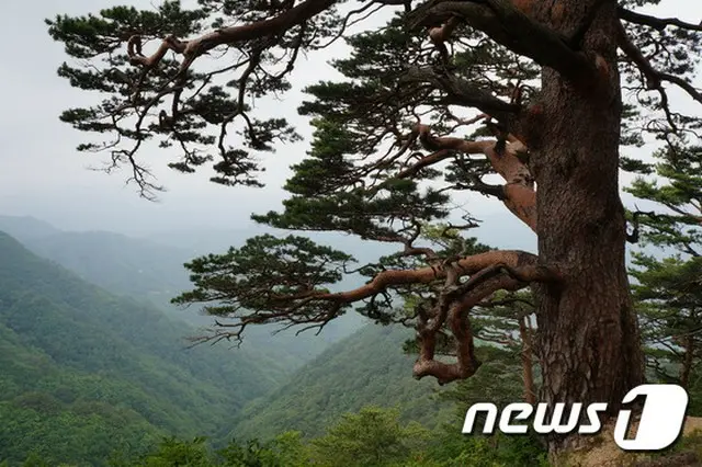 白頭山・金剛山への個人旅行、韓国政府が検討中（画像:news1）