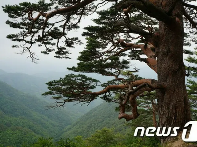 白頭山・金剛山への個人旅行、韓国政府が検討中（画像:news1）