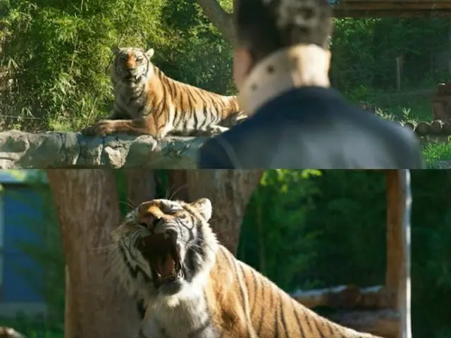 旧正月映画「MR.ZOO」でキム・ジョングクの「一人の男」を熱唱する虎の“中の人”はユーチューバー（提供:OSEN）