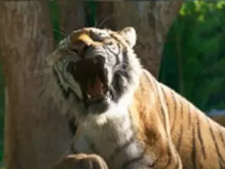 旧正月映画「MR.ZOO」でキム・ジョングクの「一人の男」を熱唱する虎の“中の人”はユーチューバー