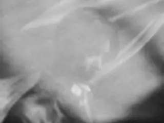 ［韓流］EXOスホ　30日に初のソロアルバム発表