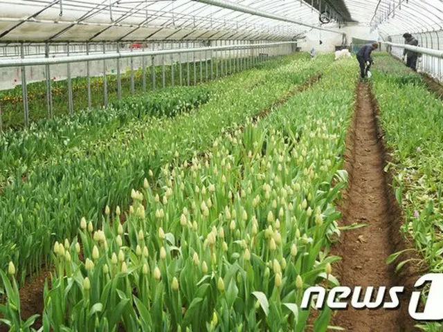 韓国農林畜産食品部、新型コロナ被害農家に600億ウォンの融資支援（提供:news1）