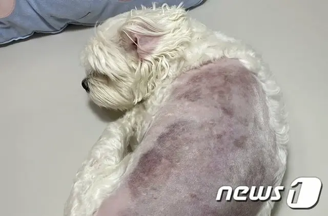 ペットホテルで犬に動物虐待… 突然”人に怯える”など行動に異変、皮膚一面に痣＝韓国（画像:news1）