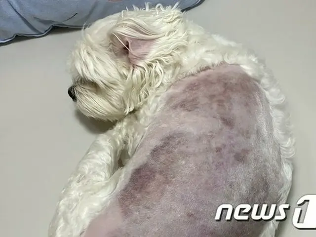 ペットホテルで犬に動物虐待… 突然”人に怯える”など行動に異変、皮膚一面に痣＝韓国（画像:news1）