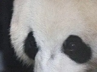韓国エバーランドでパンダの赤ちゃん生まれる…国内初