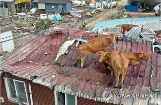 水が引いた後の被災地を見渡す牛たち＝９日、求礼（聯合ニュース）