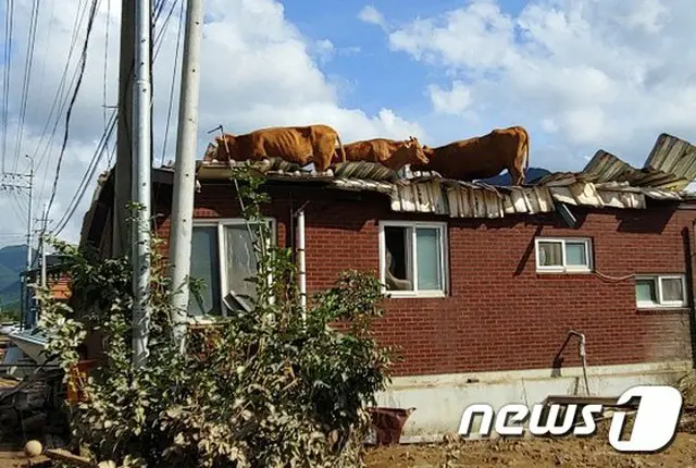 「洪水被害のため屋根に上がった牛たちをどうやって下ろすか」…気を揉む農家＝韓国（提供:news1）