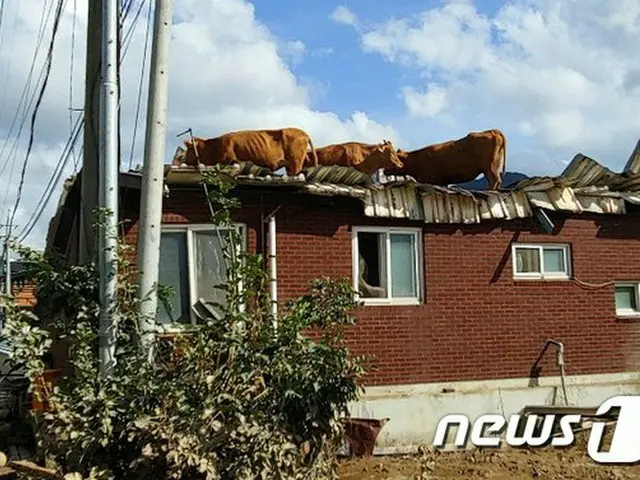 「洪水被害のため屋根に上がった牛たちをどうやって下ろすか」…気を揉む農家＝韓国（提供:news1）