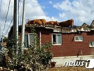 「洪水被害のため屋根に上がった牛たちをどうやって下ろすか」…気を揉む農家＝韓国