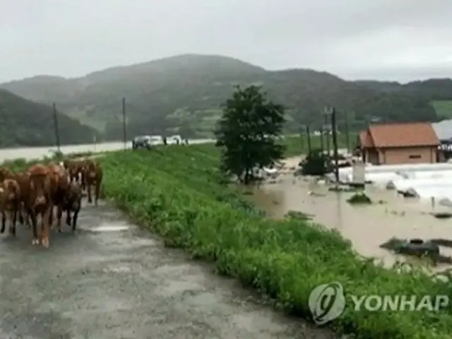 大雨が降った８日、慶尚南道・陜川の集落で農道を歩く牛の群れ（陜川郡提供）＝（聯合ニュース）≪転載・転用禁止≫