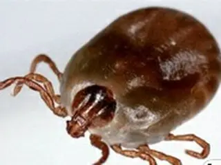 韓国の大学病院で「非常事態」…医療陣のうち「殺人ダニからの2次感染が5人発生」