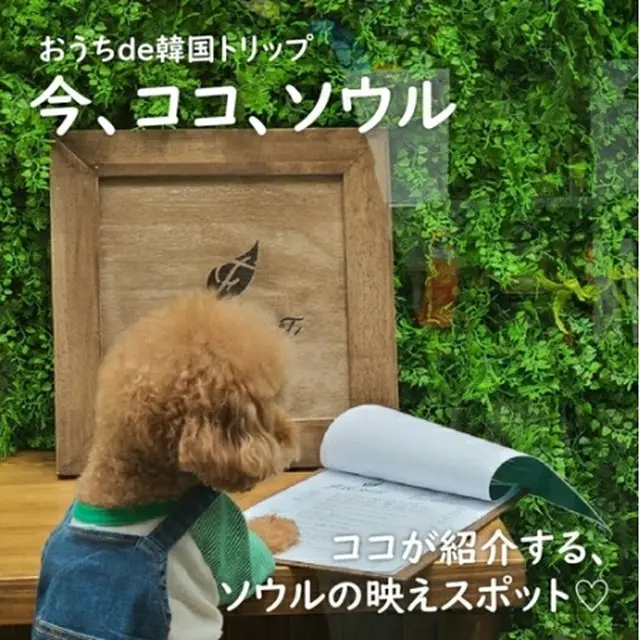 「ココ」がソウルのホットスポットを紹介する（韓国観光公社提供）＝（聯合ニュース）≪転載・転用禁止≫