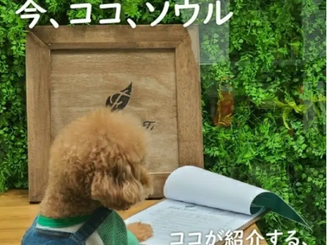 「ココ」がソウルのホットスポットを紹介する（韓国観光公社提供）＝（聯合ニュース）≪転載・転用禁止≫