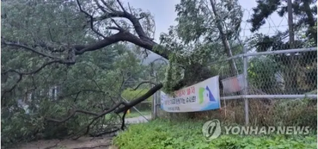 台風8号は黄海を北上している。強風で倒れた木（提供写真）＝27日、仁川（聯合ニュース）≪転載・転用禁止≫
