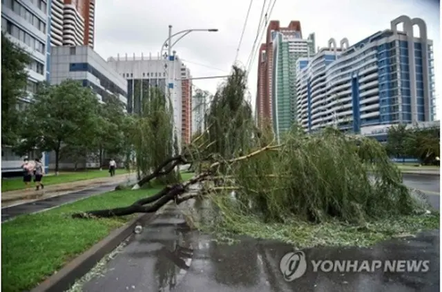 街路樹が倒れている平壌市内＝（AFP＝聯合ニュース）≪転載・転用禁止≫
