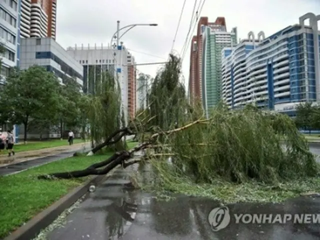 街路樹が倒れている平壌市内＝（AFP＝聯合ニュース）≪転載・転用禁止≫