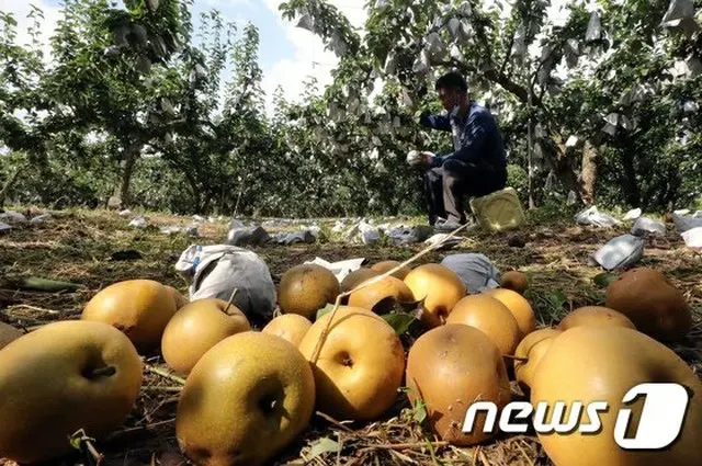 台風9号がもらたした農作物被害…全国で1万8000ha発生（提供:news1）