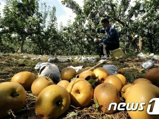 台風9号がもらたした農作物被害…全国で1万8000ha発生（提供:news1）