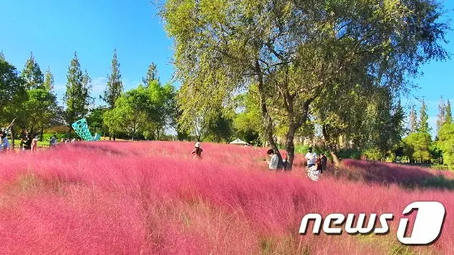 順天湾国家庭園の秋に大人気の「ピンクミュルリ」生態系を乱す？＝韓国（画像提供:wowkorea）