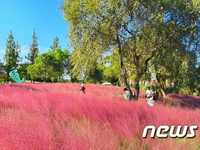 順天湾国家庭園の秋に大人気の「ピンクミュルリ」生態系を乱す？＝韓国（画像提供:wowkorea）