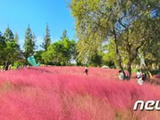 順天湾国家庭園の秋に大人気の「ピンクミュルリ」生態系を乱す？＝韓国