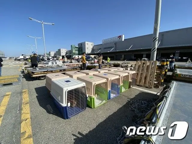 「良い家族と出会えますように」…虐待を受けて救助された犬が伴侶を求めて米国に出発＝韓国（画像提供:wowkorea）