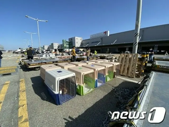 「良い家族と出会えますように」…虐待を受けて救助された犬が伴侶を求めて米国に出発＝韓国（画像提供:wowkorea）