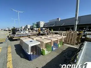 「良い家族と出会えますように」…虐待を受けて救助された犬が伴侶を求めて米国に出発＝韓国
