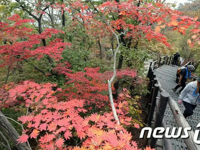 北漢山チョットゥリ峰近くで山火事発生、対応レベル1発令＝韓国（画像提供:wowkorea）