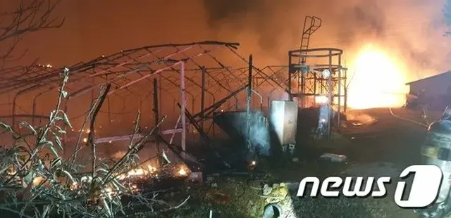 鶏小屋で火災、ひよこ4万羽が死ぬ…人命被害はなし＝韓国密陽市（画像提供:wowkorea）
