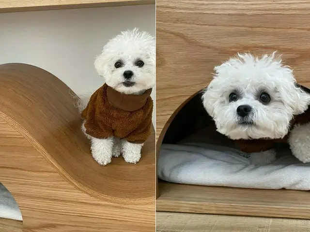 チャンミン（東方神起）、結婚後初の近況公開！愛犬も幸せオーラ全開（画像提供:wowkorea）