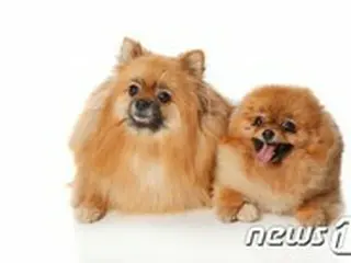 「犬を散歩させる人、新型コロナに感染する確率は78%高い」＝スペイン研究結果