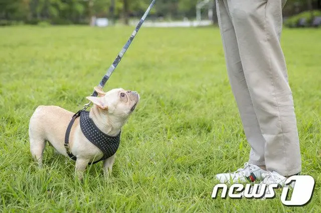 犬の散歩、3回摘発されると殺処分…言葉にならない中国の飼育「文明化法」（画像提供:wowkorea）