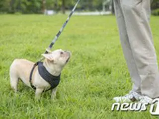 犬の散歩、3回摘発されると殺処分…言葉にならない中国の飼育「文明化法」