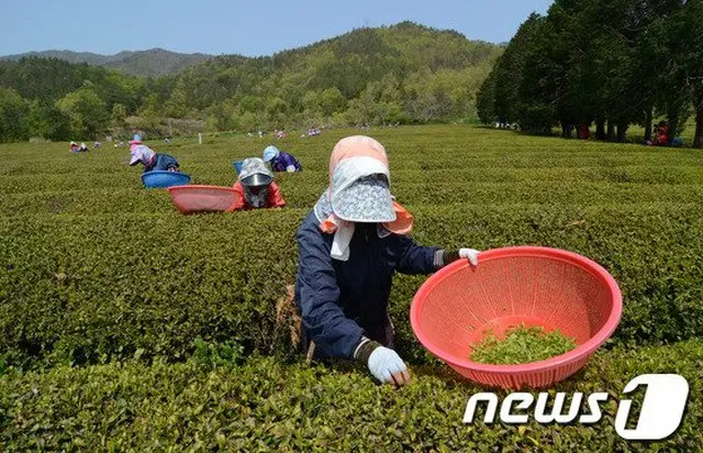 ポソン（宝城）茶園、農業－企業の共存協力コンテストで最優秀賞=韓国（提供:news1）