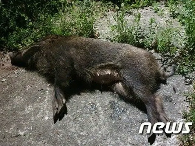 狩猟されたイノシシから「アフリカ豚熱ウイルス」検出＝韓国京畿道加平郡（画像提供:wowkorea）