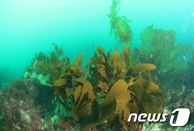 韓国の海洋水産部が海の森17か所、産卵・生息地14か所の造成に502憶ウォンを投入（提供:news1）