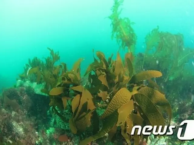韓国の海洋水産部が海の森17か所、産卵・生息地14か所の造成に502憶ウォンを投入（提供:news1）