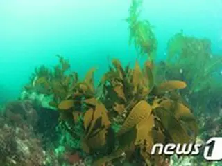 韓国の海洋水産部が海の森17か所、産卵・生息地14か所の造成に502憶ウォンを投入