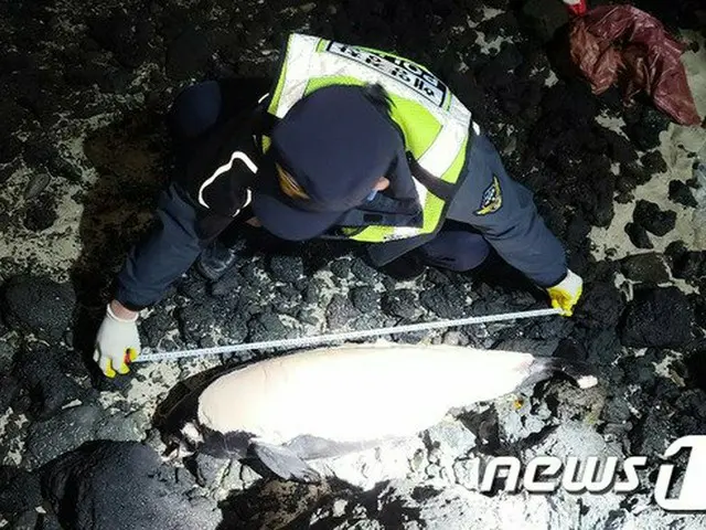 絶滅の危機にあるスナメリの死骸、済州海岸で相次いで発見＝韓国（画像提供:wowkorea）