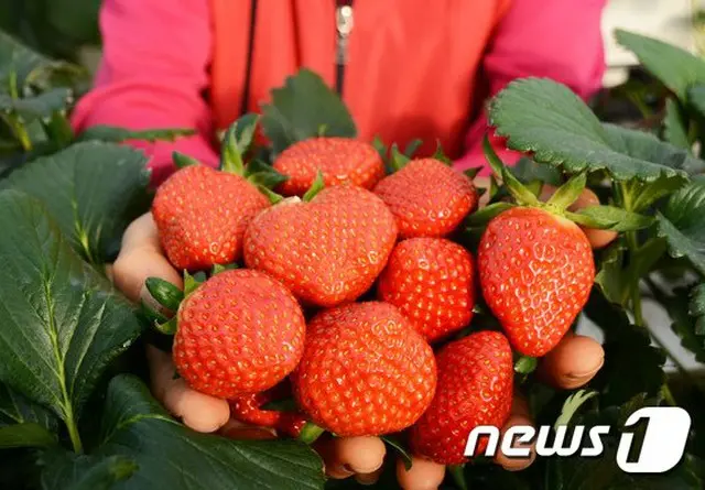韓国・潭陽のいちご2種、欧州で2040年まで品種保護権確保（画像提供:wowkorea）