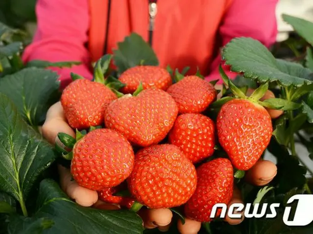韓国・潭陽のいちご2種、欧州で2040年まで品種保護権確保（画像提供:wowkorea）