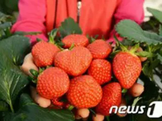 韓国・潭陽のいちご2種、欧州で2040年まで品種保護権確保
