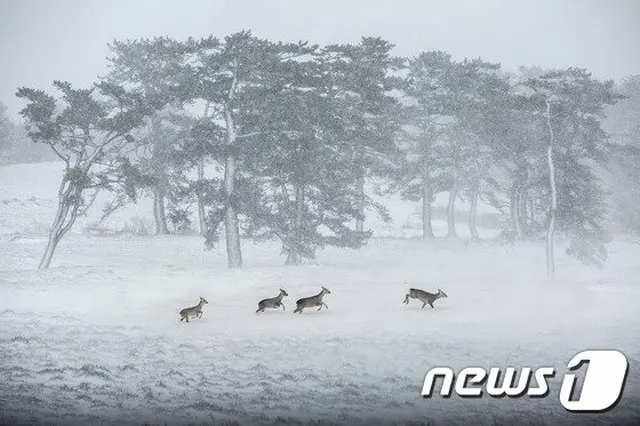 「合成写真」で国際公募展大賞の受賞取り消し＝韓国（画像提供:wowkorea）