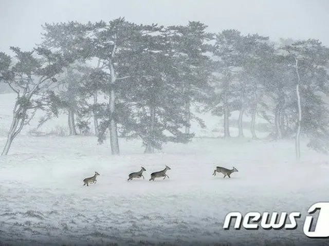 「合成写真」で国際公募展大賞の受賞取り消し＝韓国（画像提供:wowkorea）