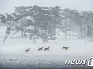 「合成写真」で国際公募展大賞の受賞取り消し＝韓国
