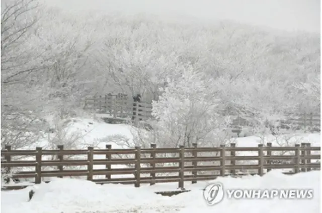 雪景色が広がる漢拏山の湿地＝６日、済州（聯合ニュース）