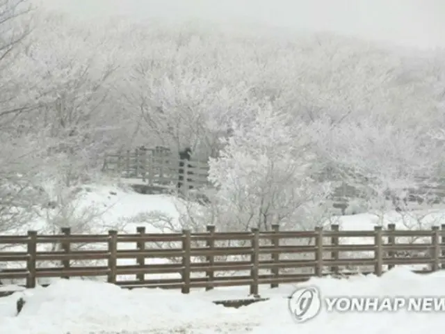 雪景色が広がる漢拏山の湿地＝６日、済州（聯合ニュース）
