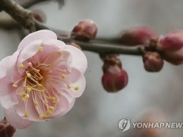 釜山・大淵樹木展示園の梅＝（聯合ニュース）