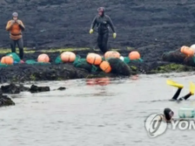 済州市内の海で作業する海女（資料写真）＝（聯合ニュース）